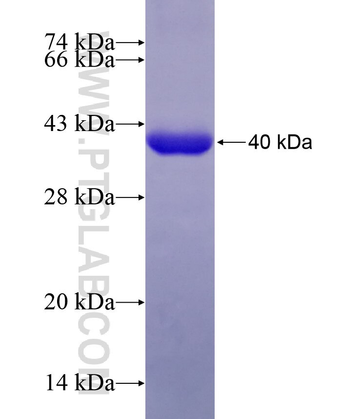 PDCL fusion protein ag9054 SDS-PAGE