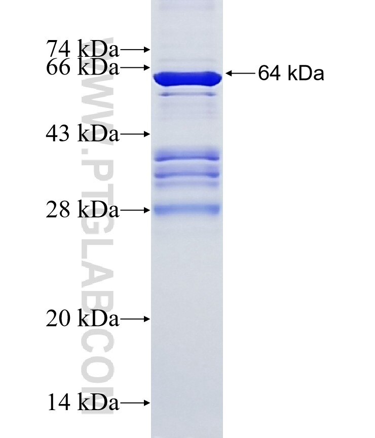 PDE4DIP fusion protein ag3332 SDS-PAGE