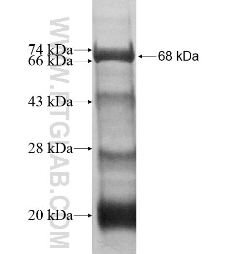 PDS5A fusion protein ag11525 SDS-PAGE