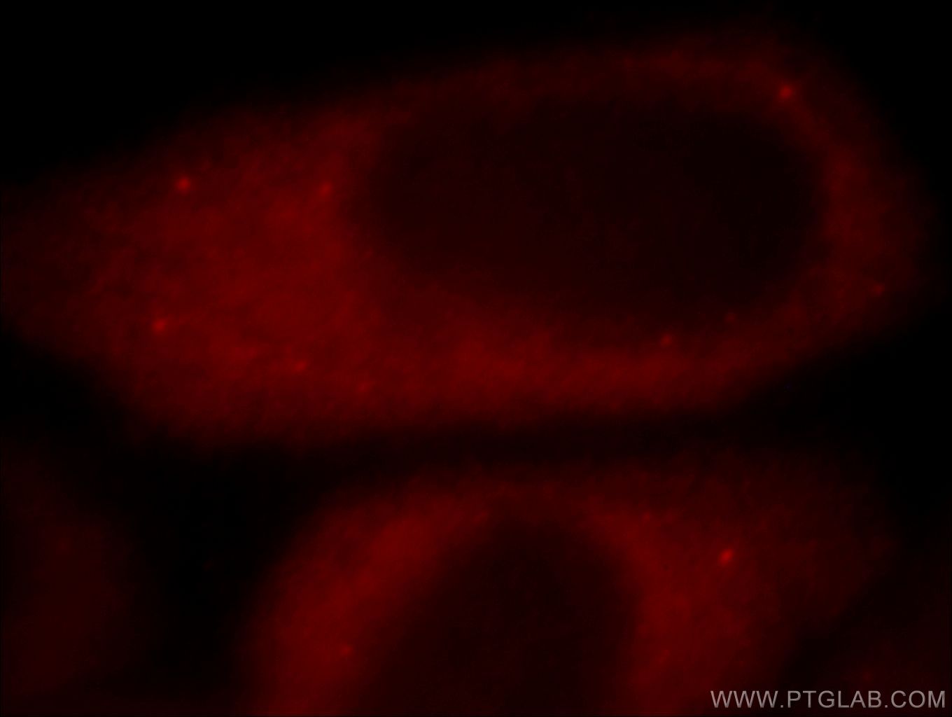 PEG10 Immunofluorescence IF 14412-1-AP PEG10 Antibody Edr; HB-1; KIAA1051; MEF3L; Mar2; Mart2; RGAG3