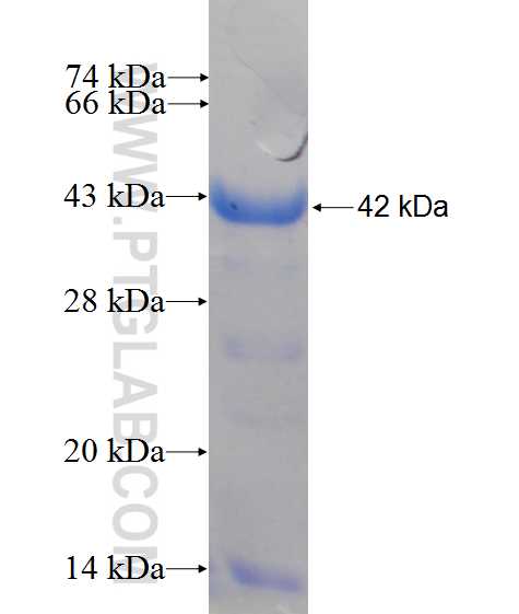 PGC fusion protein ag10326 SDS-PAGE