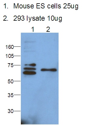 PHF19 WB 11895-1-AP PHF19 Antibody MGC131698; MGC149712; MGC149713; MGC23929; MTF2L1; PCL3