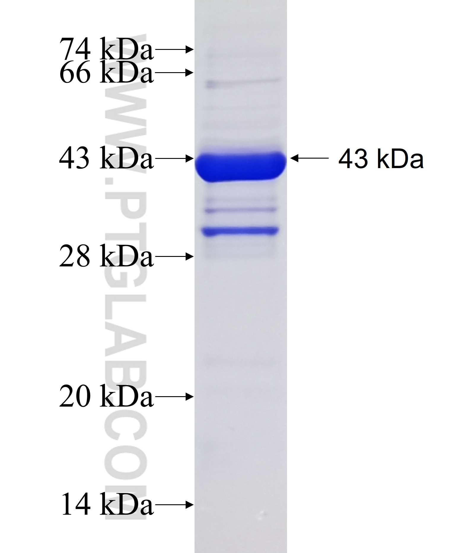 PHLDA2 fusion protein ag6331 SDS-PAGE
