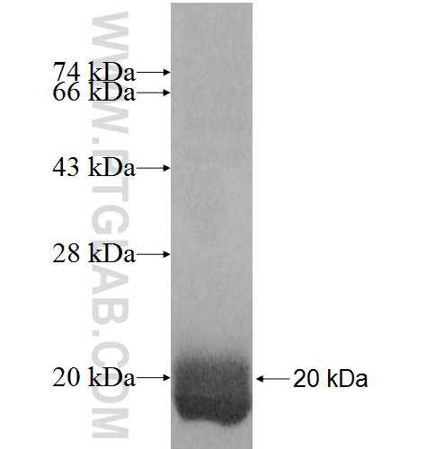 PHLDA3 fusion protein ag8886 SDS-PAGE