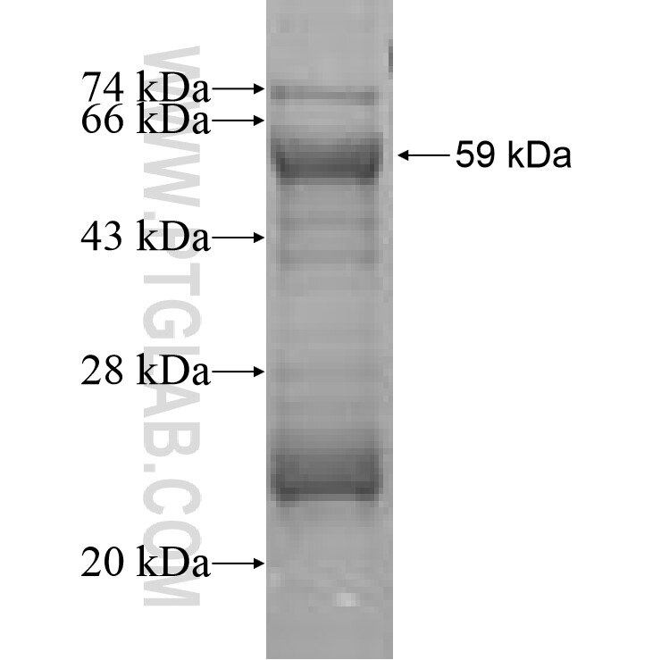 PI4KB fusion protein ag7372 SDS-PAGE