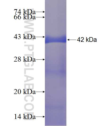PIN4 fusion protein ag8489 SDS-PAGE
