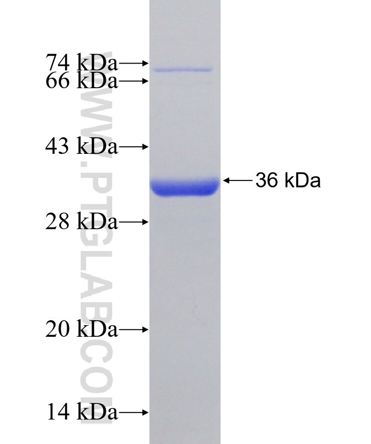 PLAC9 fusion protein ag12308 SDS-PAGE