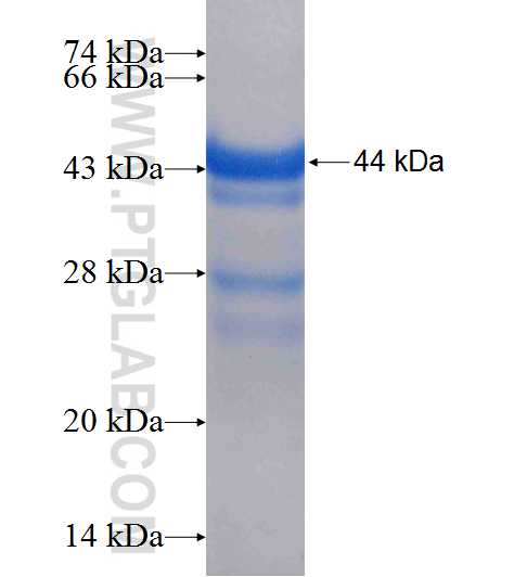 PLG fusion protein ag9938 SDS-PAGE