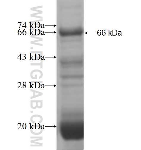POLK fusion protein ag6034 SDS-PAGE
