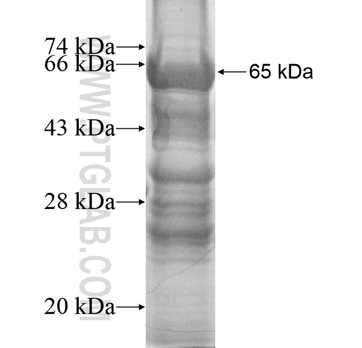 POLRMT fusion protein ag12012 SDS-PAGE