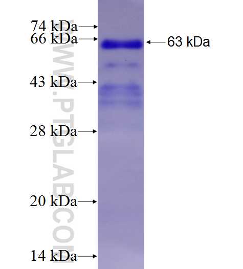PPARA fusion protein ag7896 SDS-PAGE