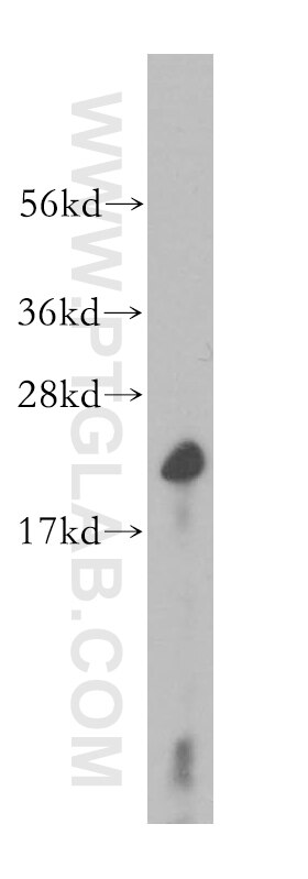 PPIB western blot WB 11607-1-AP PPIB Antibody CYP-S1; CYPB; MGC14109; MGC2224; SCYLP