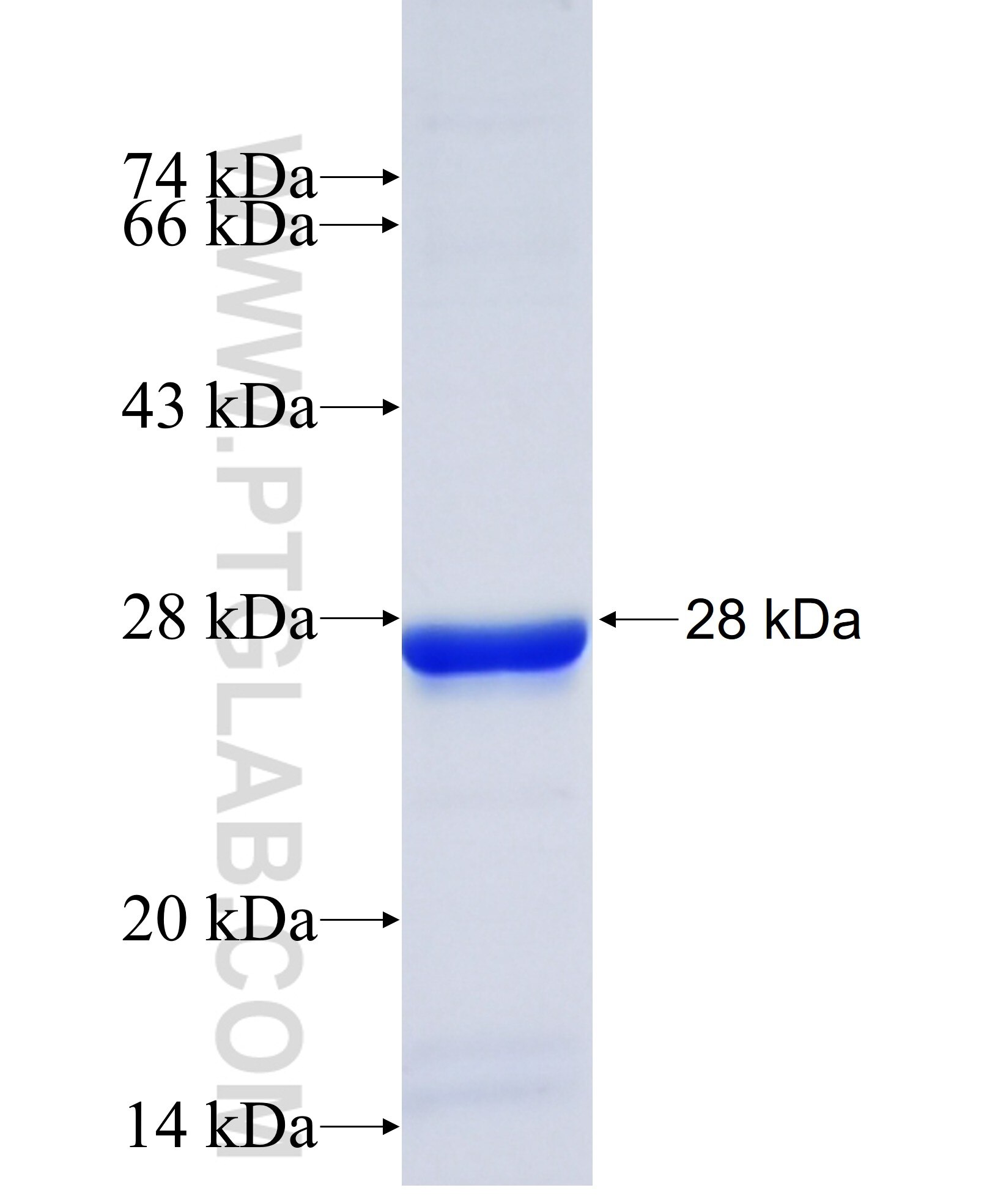 PPIF-Specific fusion protein ag13151 SDS-PAGE