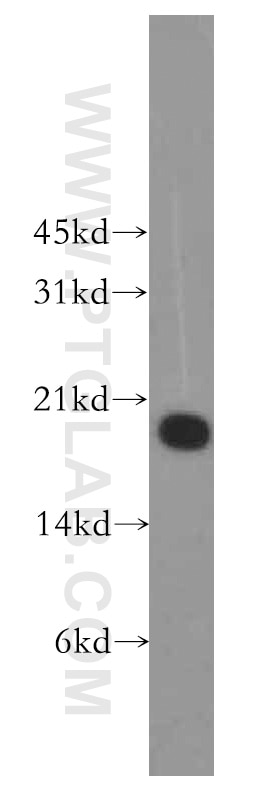 PPP3R1 western blot WB 13210-1-AP PPP3R1 Antibody PPP3R1;CALNB1;CNB;CNB1 ;