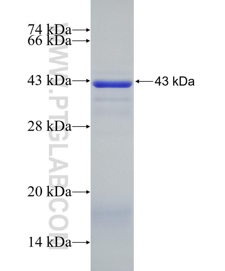 PRKCG fusion protein ag5910 SDS-PAGE
