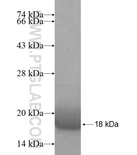 PRKRIP1 fusion protein ag9514 SDS-PAGE