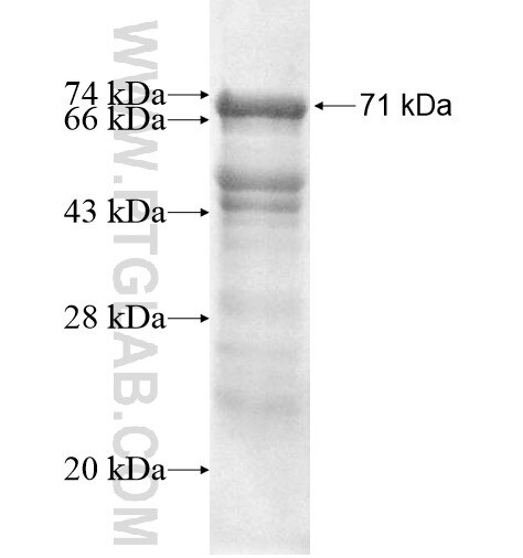 PRKX fusion protein ag10083 SDS-PAGE