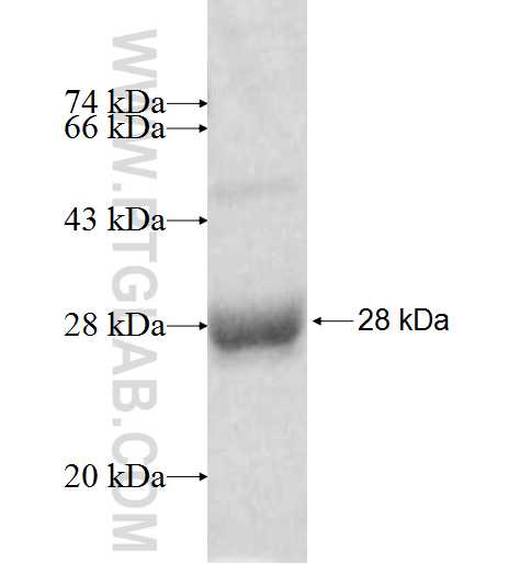 PRL fusion protein ag9895 SDS-PAGE