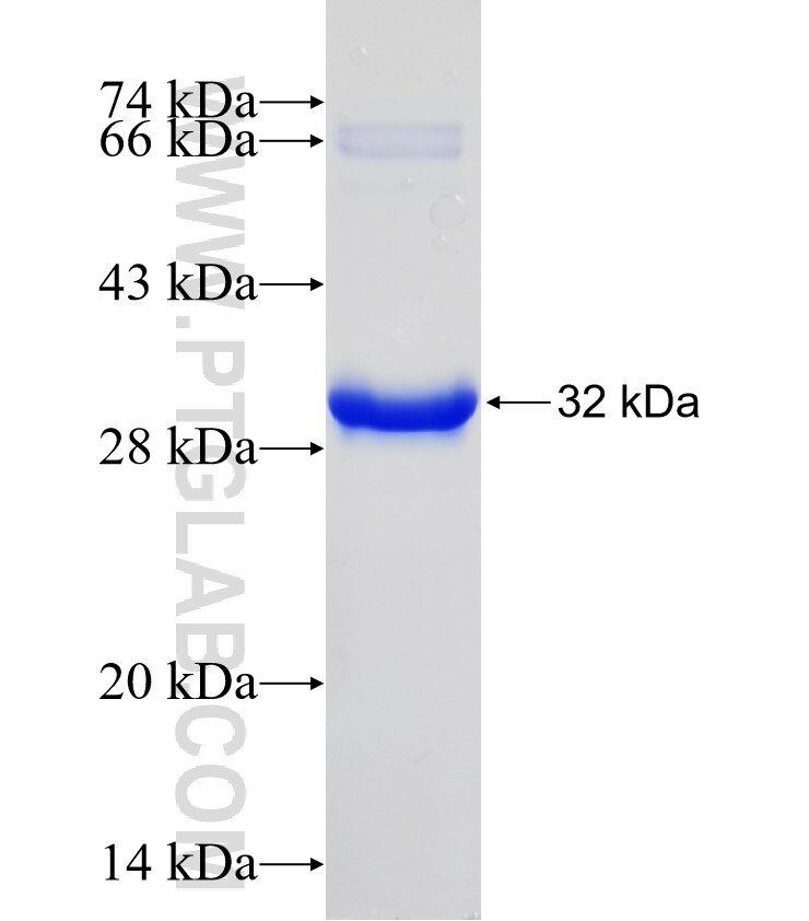 PSAP fusion protein ag13264 SDS-PAGE