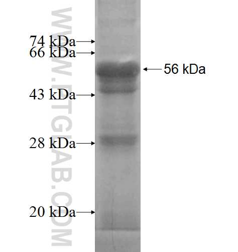 PSMB7 fusion protein ag6486 SDS-PAGE