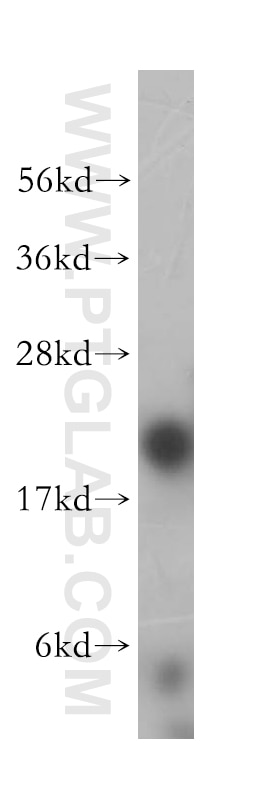 PSMB9 western blot WB 14544-1-AP PSMB9 Antibody LMP2; MGC70470; PSMB6i; RING12; beta1i