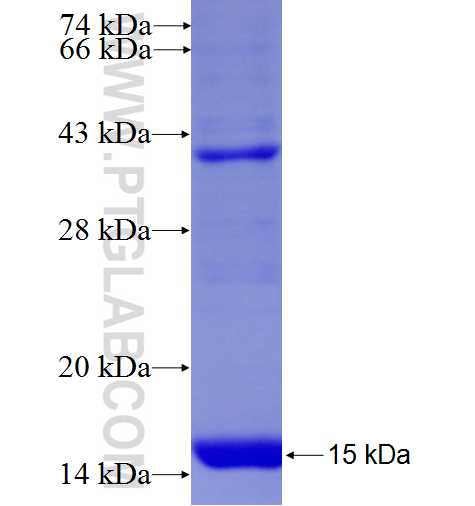 PSMG3 fusion protein ag8384 SDS-PAGE