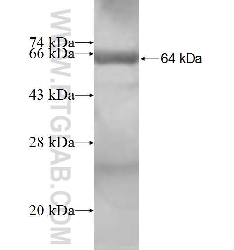 PUM1 fusion protein ag8790 SDS-PAGE