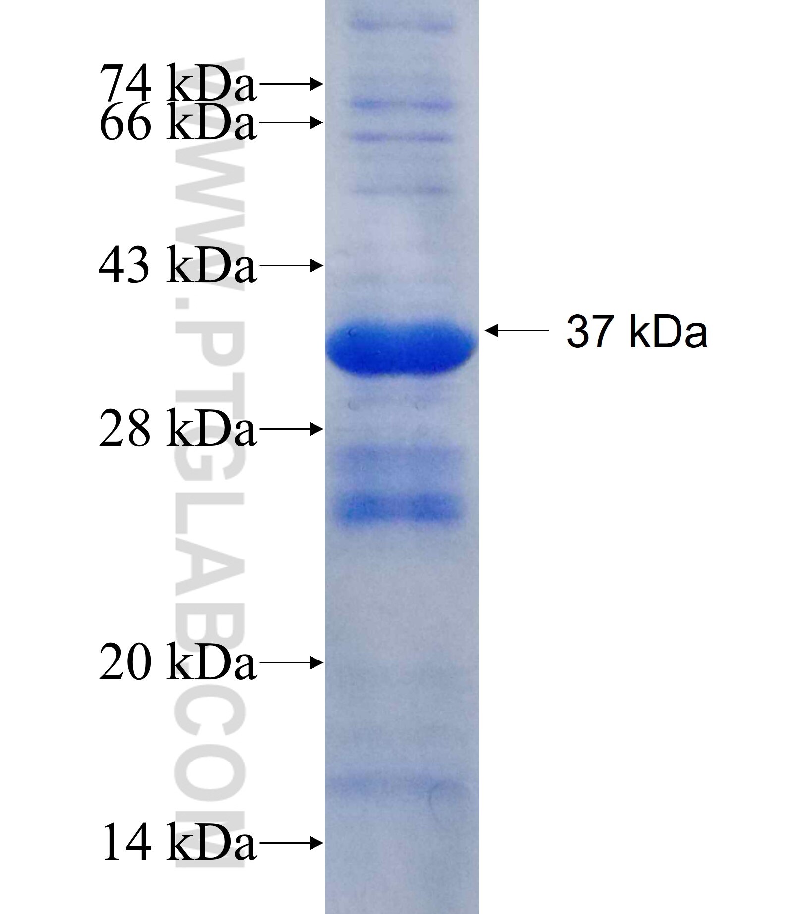 PUSL1 fusion protein ag11213 SDS-PAGE
