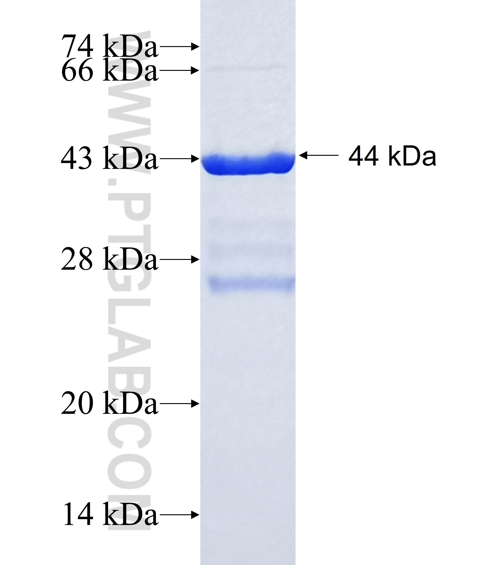 PYCR1 fusion protein ag3764 SDS-PAGE