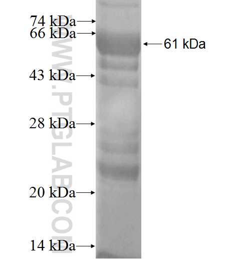 QSOX1 fusion protein ag3396 SDS-PAGE