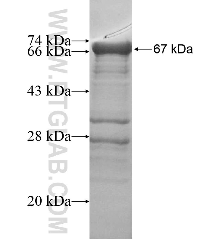 RAB3GAP1 fusion protein ag16426 SDS-PAGE