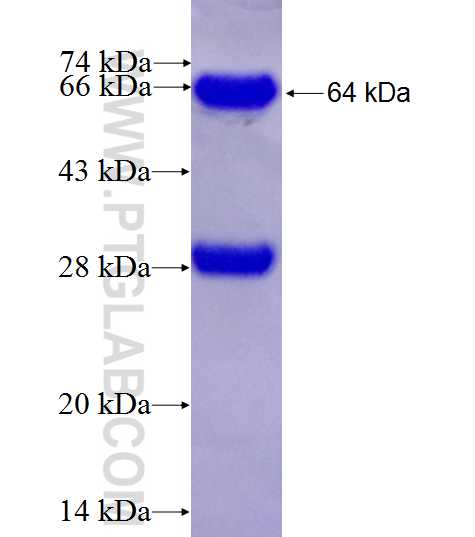 RBL1 fusion protein ag4146 SDS-PAGE