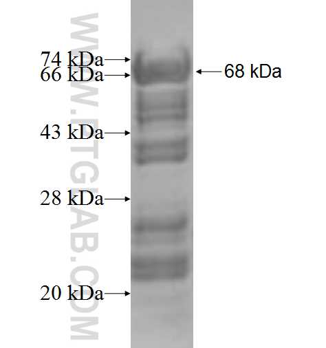 RBM28 fusion protein ag9606 SDS-PAGE