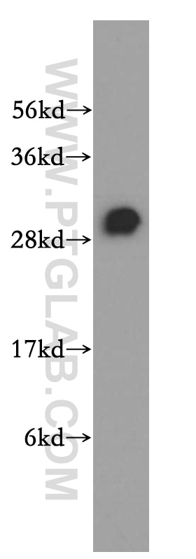 RBPMS western blot WB 15187-1-AP RBPMS Antibody HERMES
