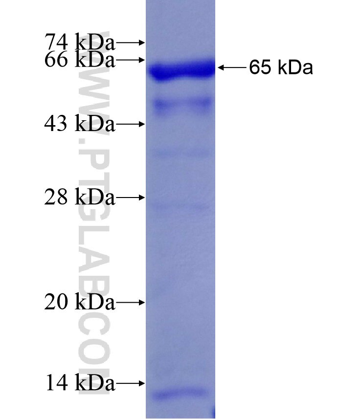 RCC2 fusion protein ag10271 SDS-PAGE