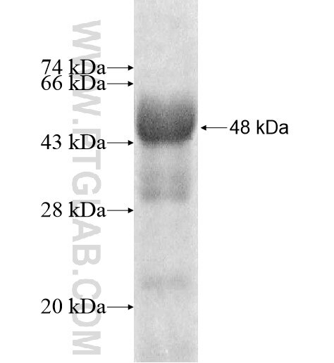 REV1 fusion protein ag11975 SDS-PAGE
