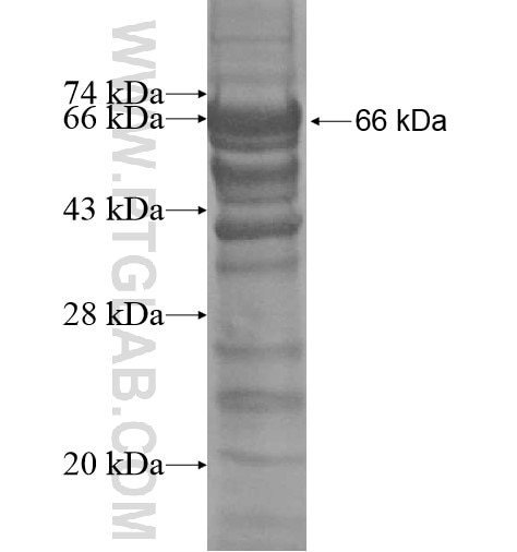 RFTN2 fusion protein ag12397 SDS-PAGE