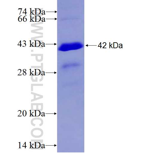 RGS14 fusion protein ag9477 SDS-PAGE