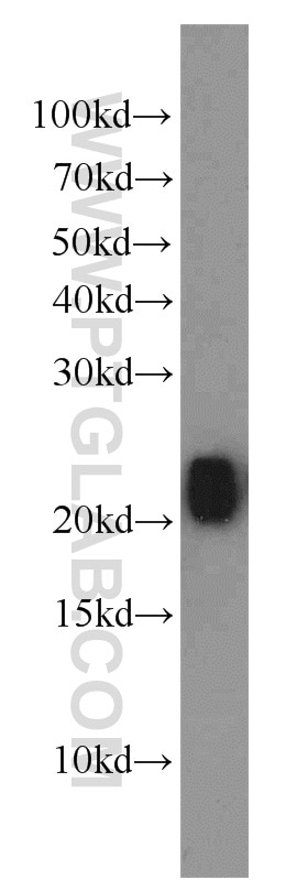 RHOB western blot WB 14326-1-AP RHOB Antibody ARH6; ARHB; MST081; MSTP081; RHOH6