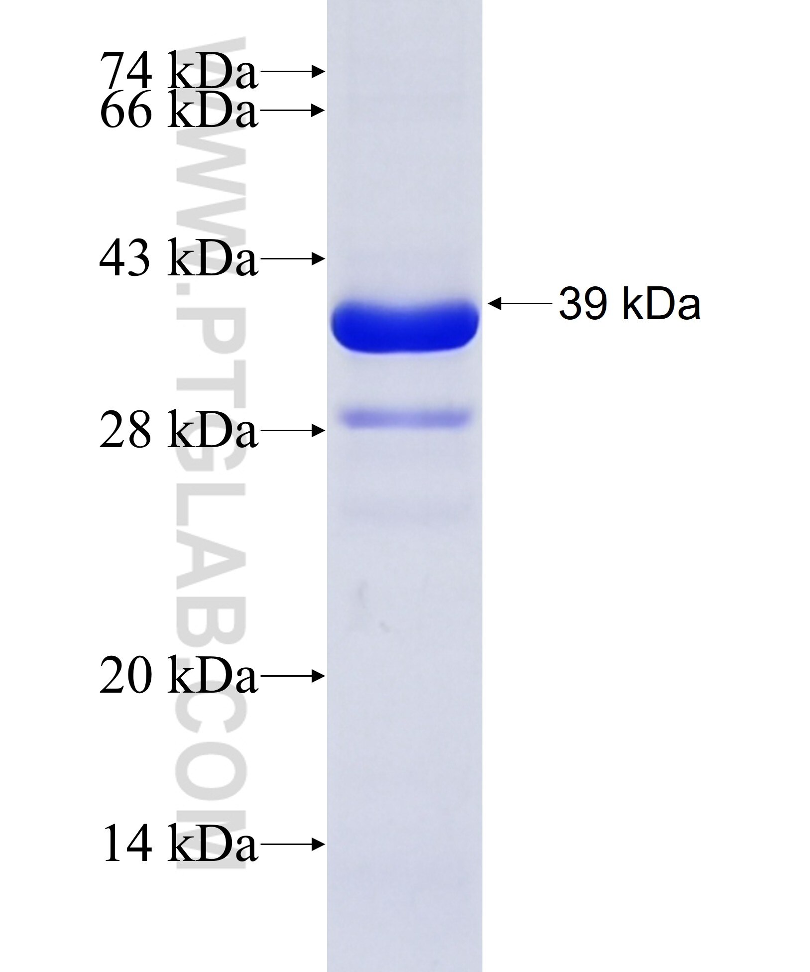 RHOT1 fusion protein ag17143 SDS-PAGE