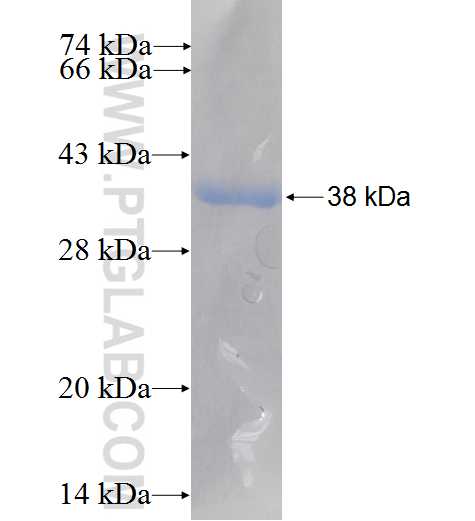 RINT1 fusion protein ag6478 SDS-PAGE