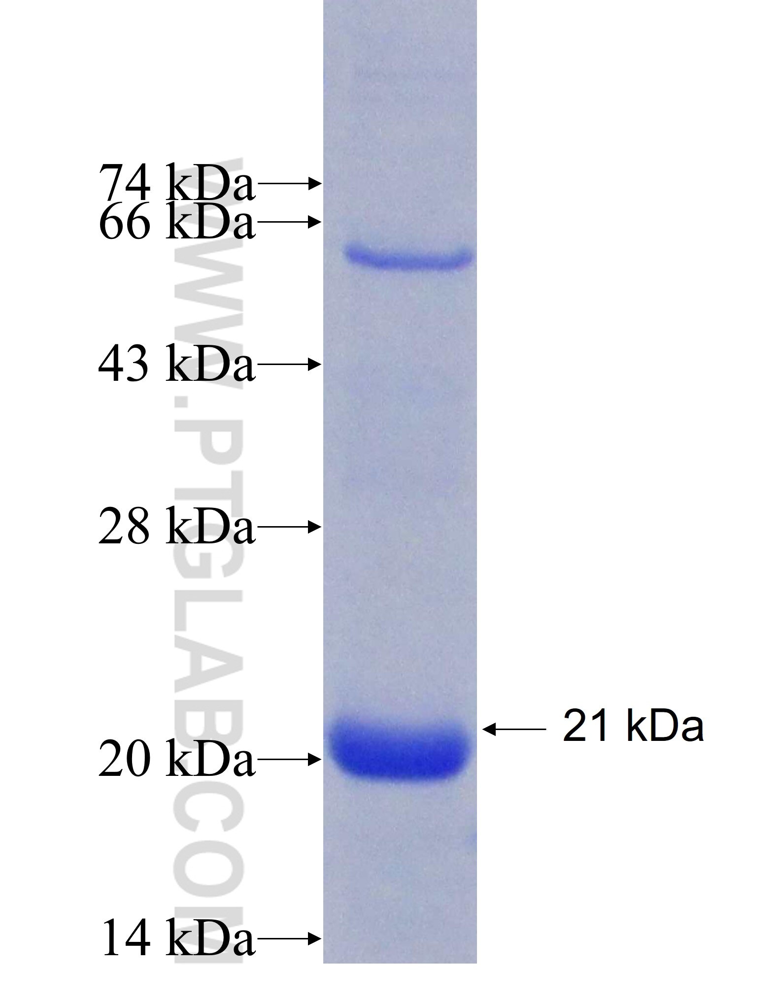 RINT1 fusion protein ag8626 SDS-PAGE
