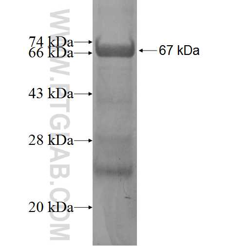 RLBP1L1 fusion protein ag5260 SDS-PAGE