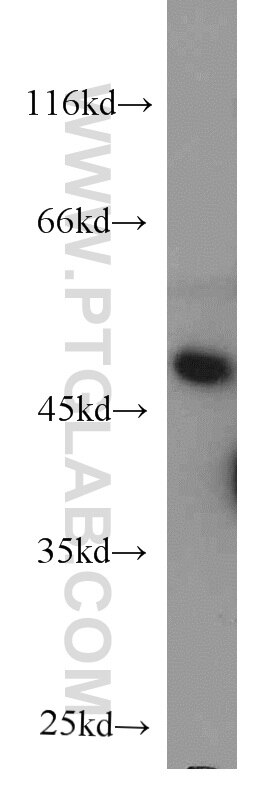 lo2 cells were subjected to SDS PAGE followed by western blot with 66028-1-Ig(RNH1 Antibody) at dilution of 1:500 RNH1 western blot WB 66028-1-Ig RNH1 Antibody MGC18200; MGC4569; MGC54054; RAI; RNH