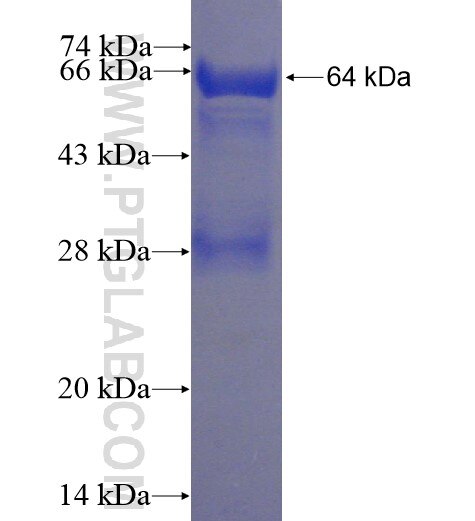 RORC fusion protein ag3961 SDS-PAGE