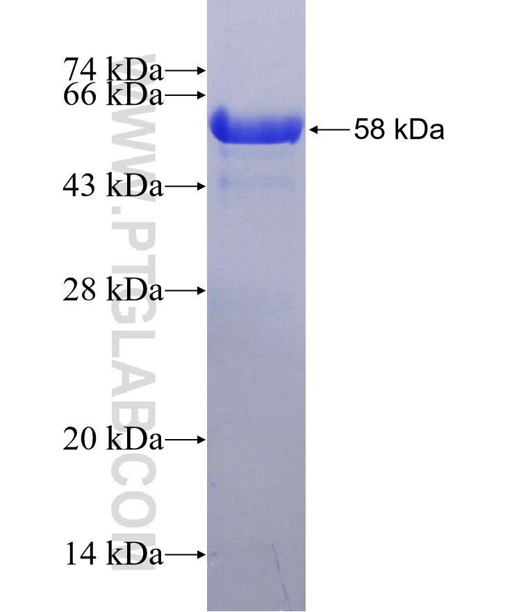 RPA4 fusion protein ag12800 SDS-PAGE