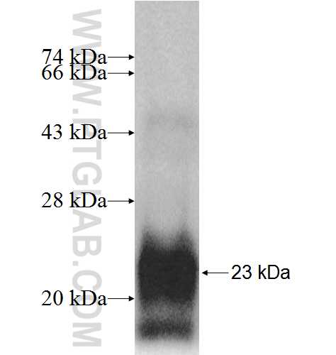 RPL27A fusion protein ag8829 SDS-PAGE