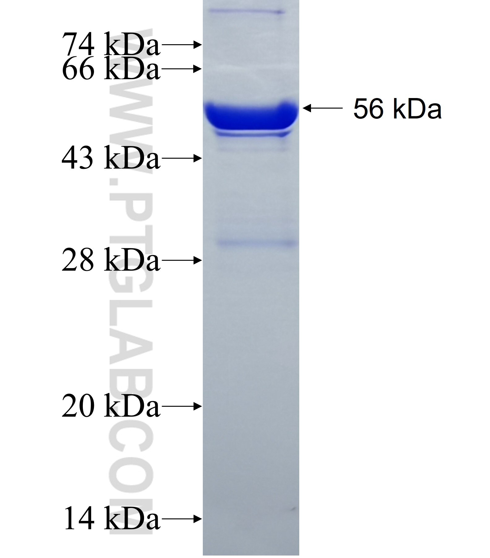 RPS3A fusion protein ag5273 SDS-PAGE