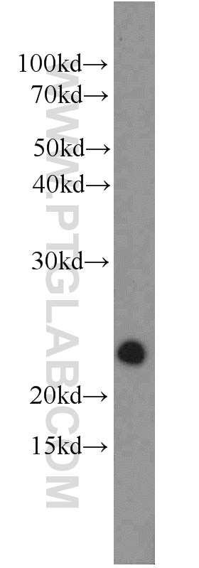 NIH/3T3 cells were subjected to SDS PAGE followed by western blot with 12530-1-AP(RRAS2 Antibody) at dilution of 1:800 RRAS2 western blot WB 12530-1-AP RRAS2 Antibody TC21