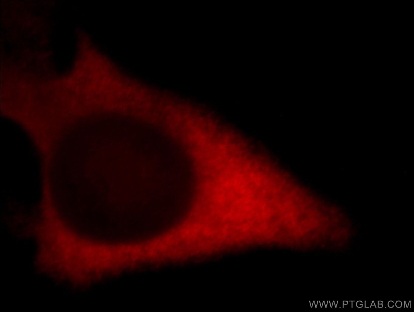 RRM1 Immunofluorescence IF 10526-1-AP RRM1 Antibody RRM1;R1;RIR1;RR1 ;